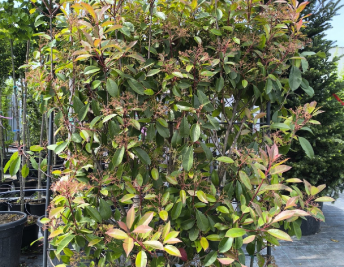 Blýskavka Red Robin stěna 110x100cm