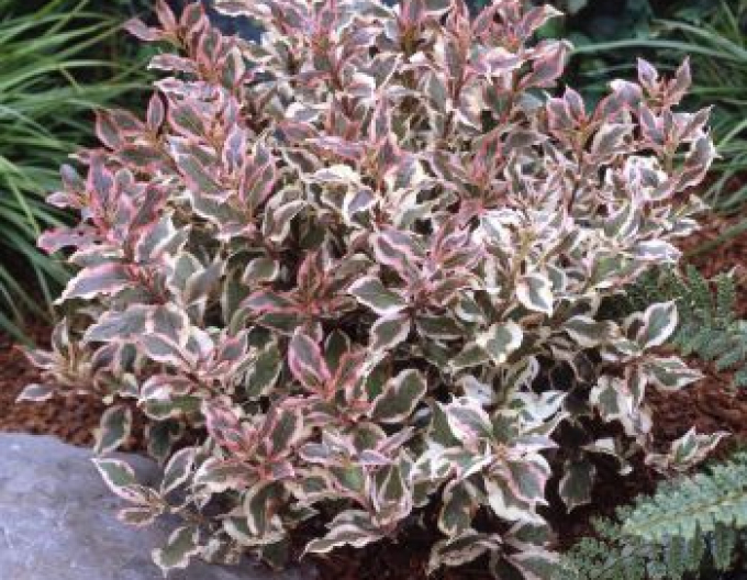 Vajgelie floridská Monet