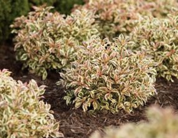 Vajgelie floridská Monet