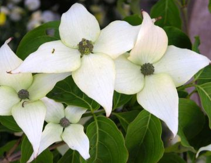 Dřín japonský ´Schmetterling´