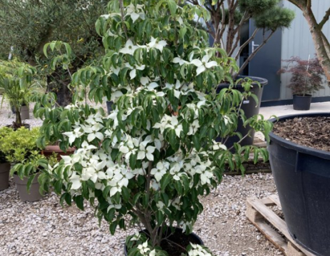 Dřín japonský ´Schmetterling´