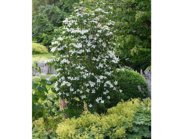 Dřín japonský ´Schmetterling´