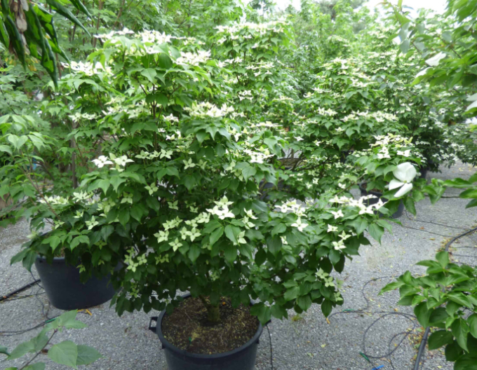 Dřín japonský ´Schmetterling´