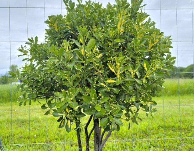 Japonský bršlen Livornese