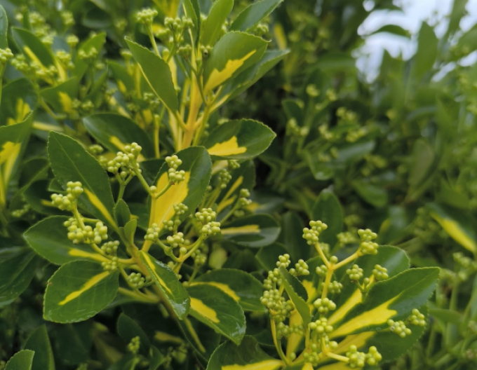 Japonský bršlen Livornese