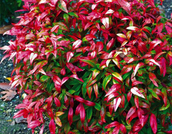 Nandina Fire Power