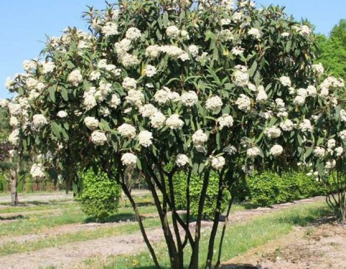 Kalina vrásčitolistá