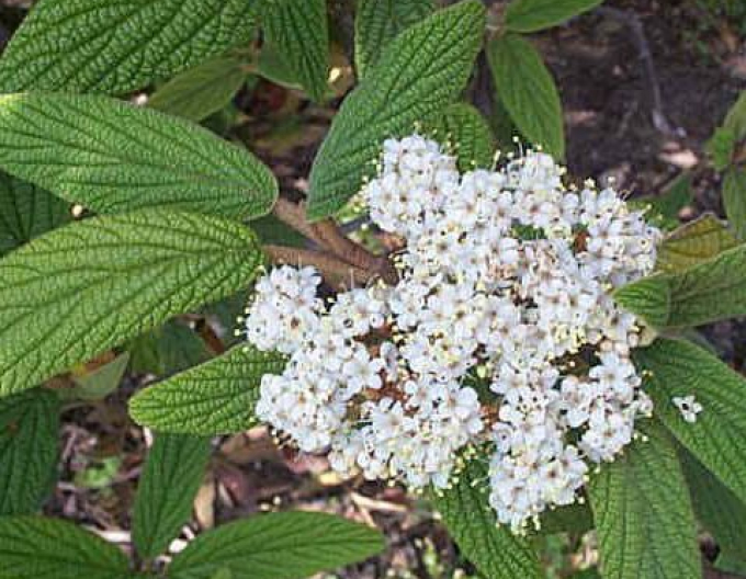 Kalina vrásčitolistá