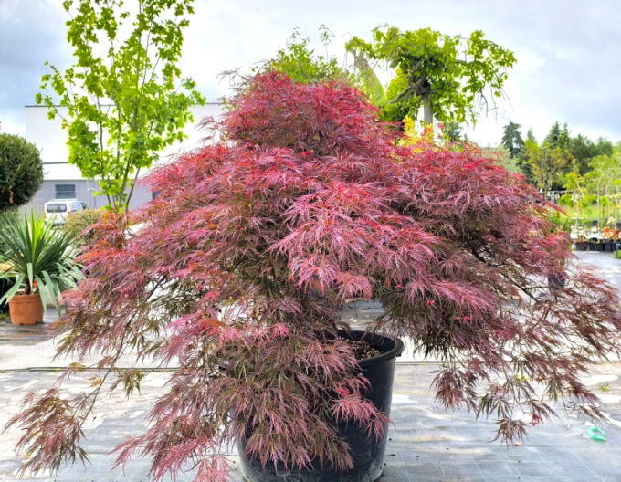 Javor Inaba Shidare na kmínku