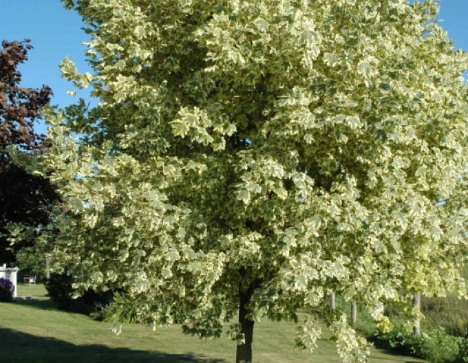 Javor mléčný Drummondii