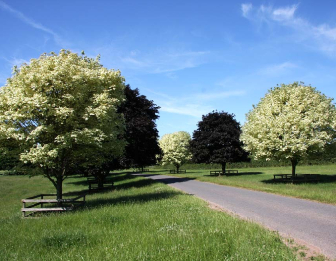 Javor mléčný Drummondii