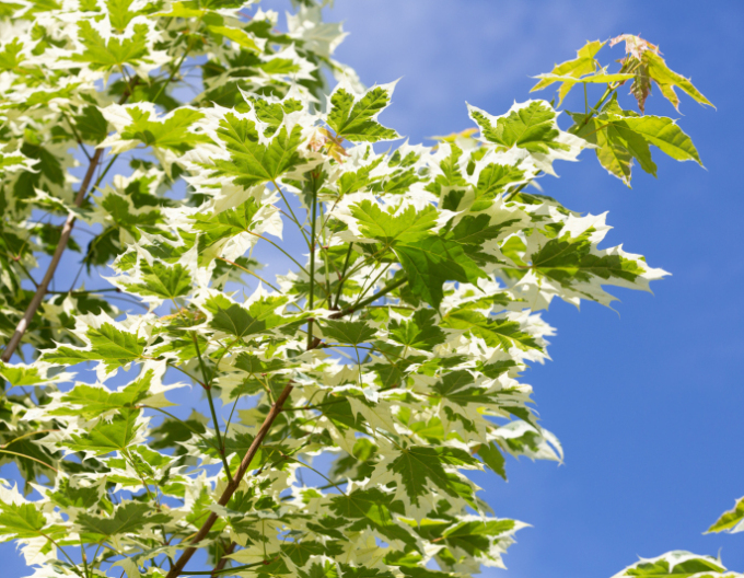 Javor mléčný Drummondii
