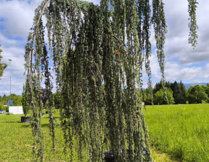 Cedr atlantský ´Glauca Pendula´ 200 - 250cm