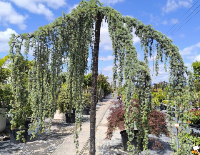 Cedr atlantský ´ Glauca Pendula´ 280cm