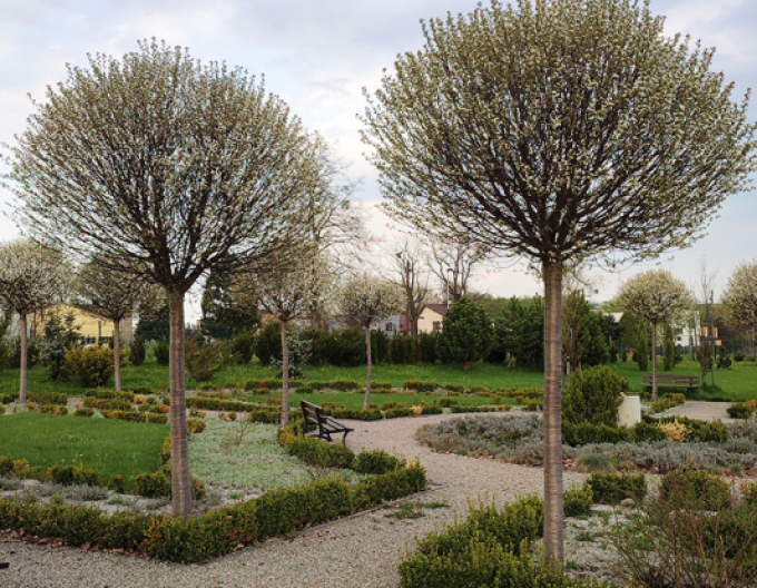 Třešeň křovitá ´Umbraculifera´ na kmínku 230cm