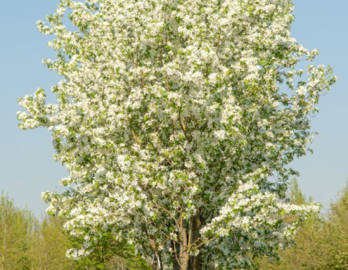 Okrasná jabloň ´Street Parade´