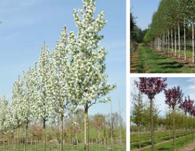 Okrasná jabloň ´Street Parade´