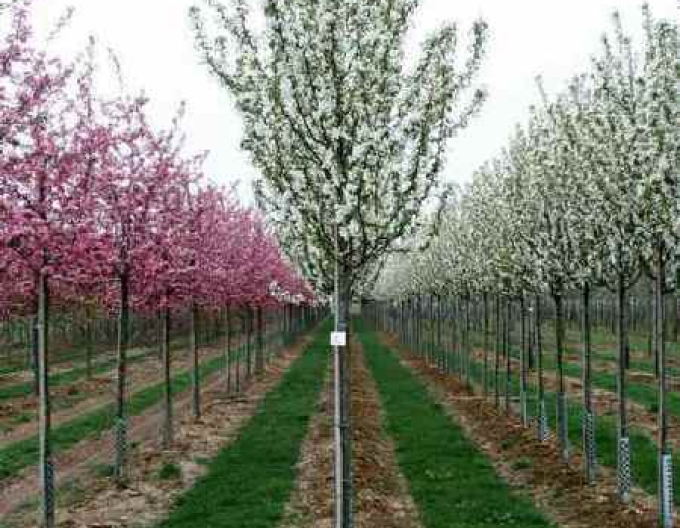 Okrasná jabloň ´Street Parade´