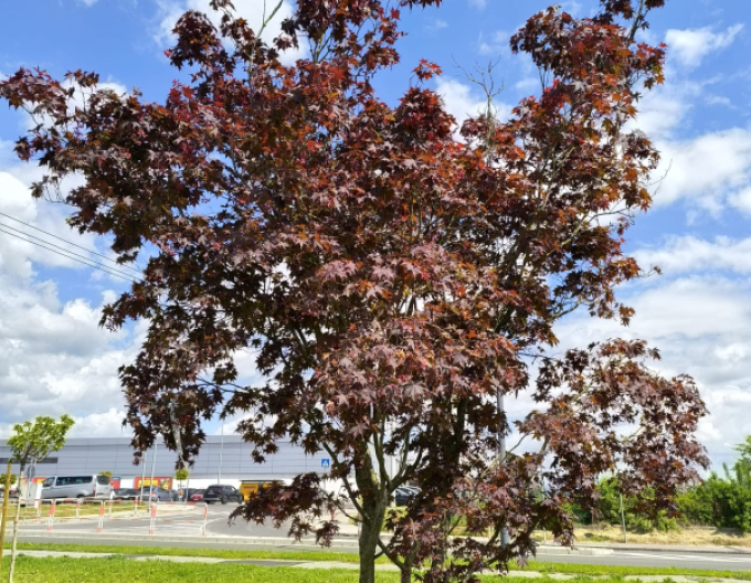 Javor dlanitolistý ´Bloodgood´ 500cm