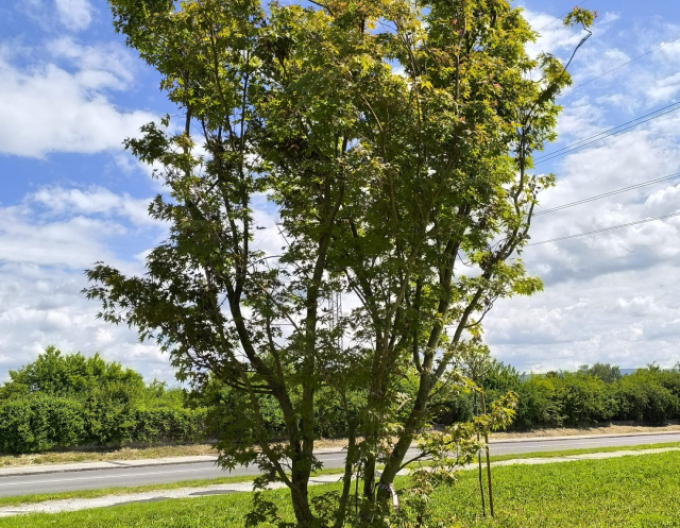 Javor dlanitolistý Orange Dream