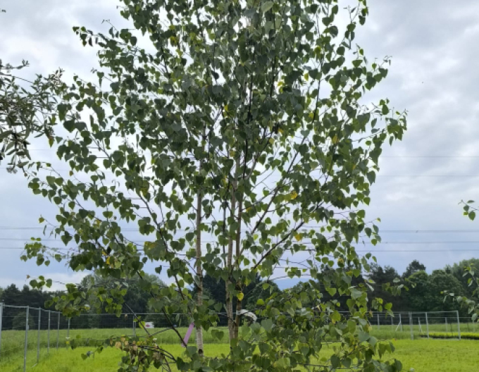 Bříza ´Alba´ vícekmen