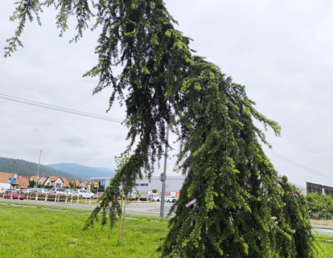 Himálajský cedr ´Pendula´ 400cm