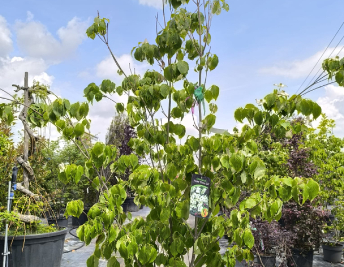 Dřín japonský China Girl