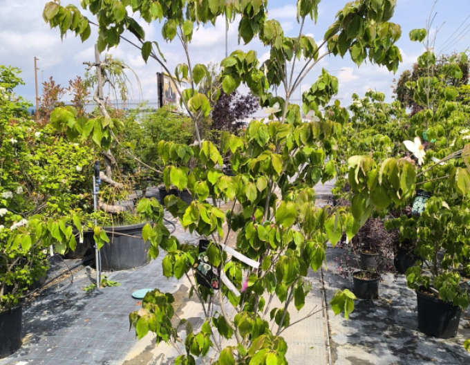 Dřín japonský Teutonia