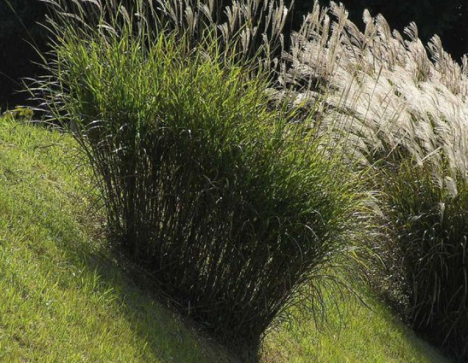 Čínská okrasná rostlina "Silberfeder"