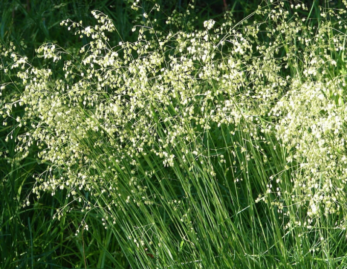 Třeslice prostřední 2l