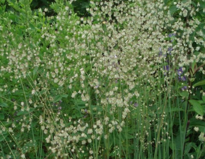 Třeslice prostřední 2l