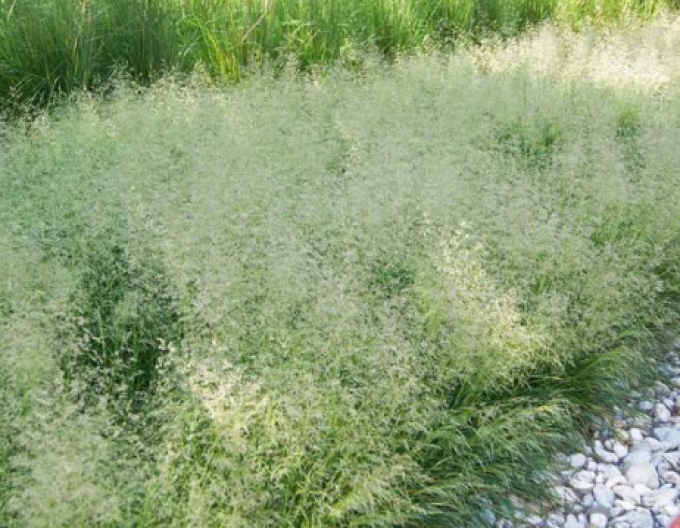 Třeslice prostřední 2l