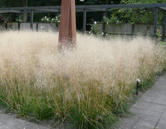 Metlice Goldschleier 2l