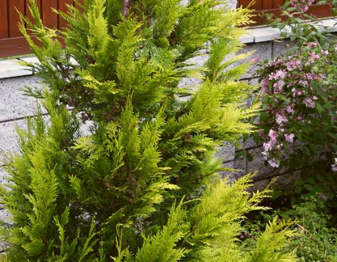 Cypřišek lawsonov ´Golden King´