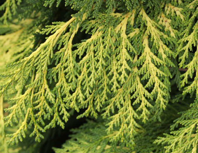 Cypřišek lawsonov ´Golden King´