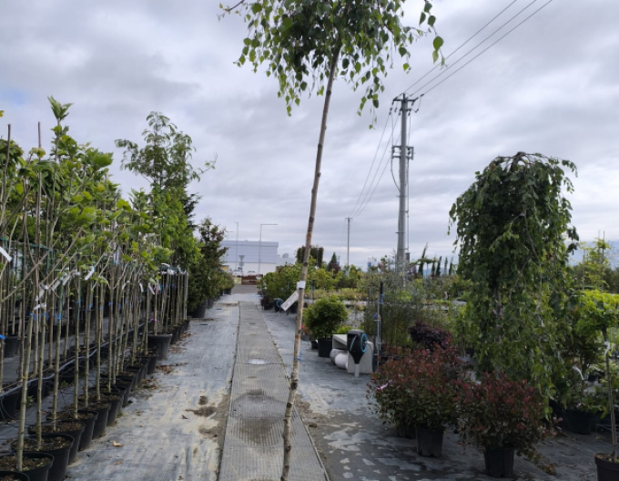 Převislá bříza ´Youngi´