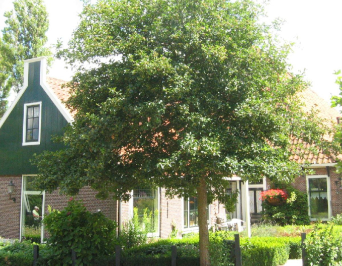 Lípa ´Green Globe´