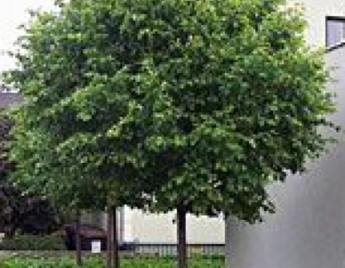 Lípa ´Green Globe´