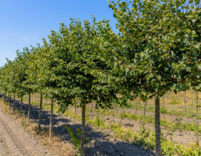 Lípa ´Green Globe´