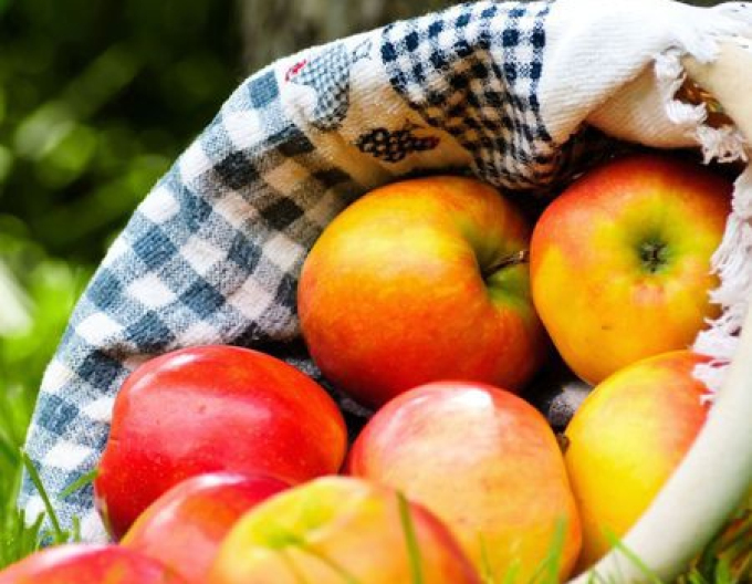 Jabloň Ontario zimní, podn. A2, prostok.