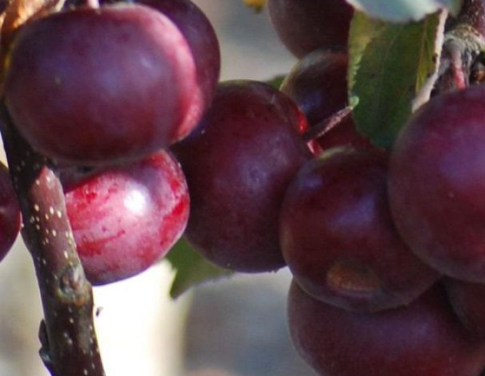 Sloupovitá jabloň Maypole podzimní, podn. M7, kont. 2l