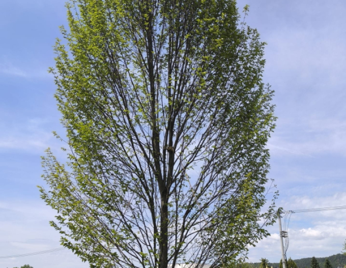 Habr obecný ´Fastigiatta´