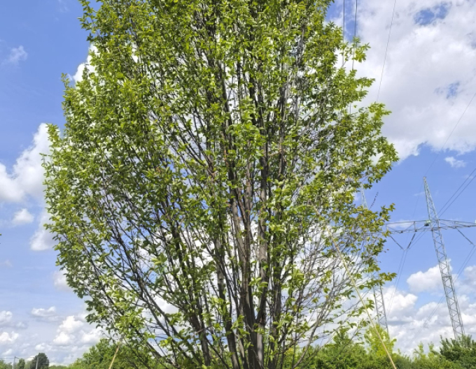 Habr obecný ´Fastigiatta´