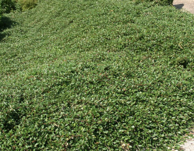 Skalník Dammerův Major