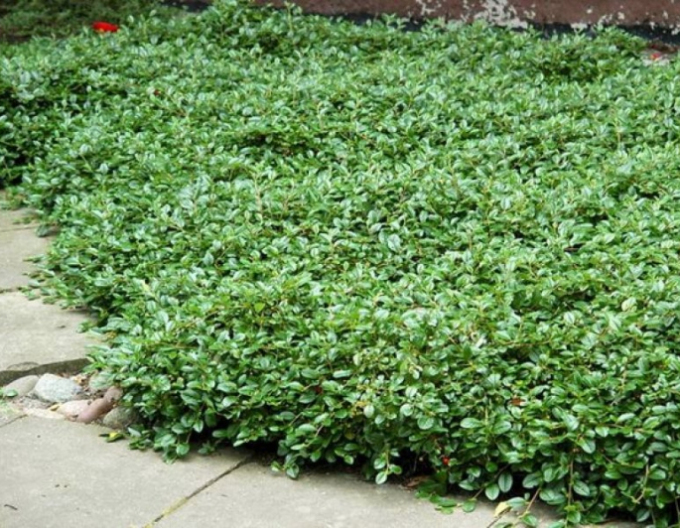 Skalník Dammerův Major