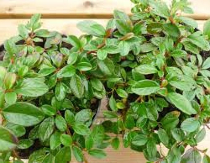 Skalník Dammerův Major