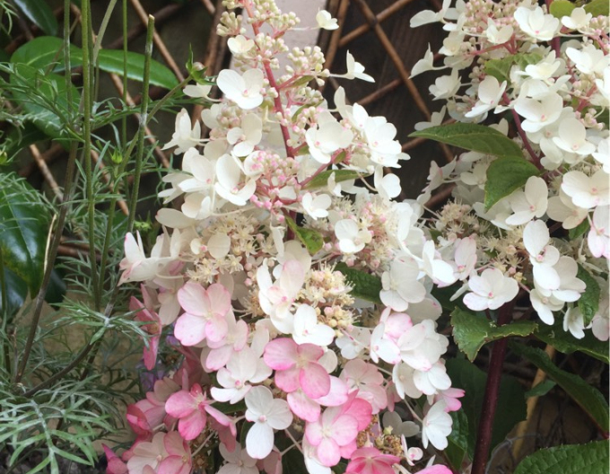 Hortenzie ´Candlelight´