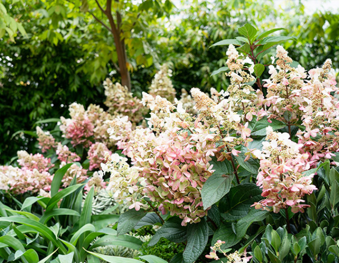 Hortenzie ´Candlelight´