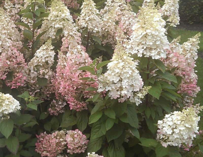 Hortenzie ´Candlelight´