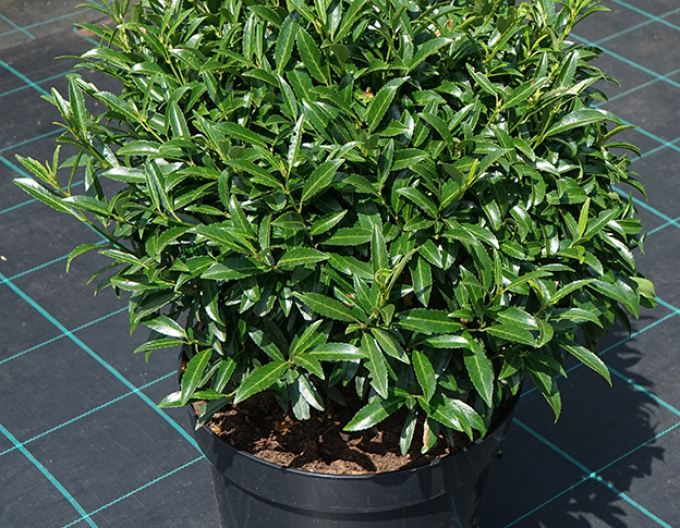 Bobkovišeň ´Sofia´